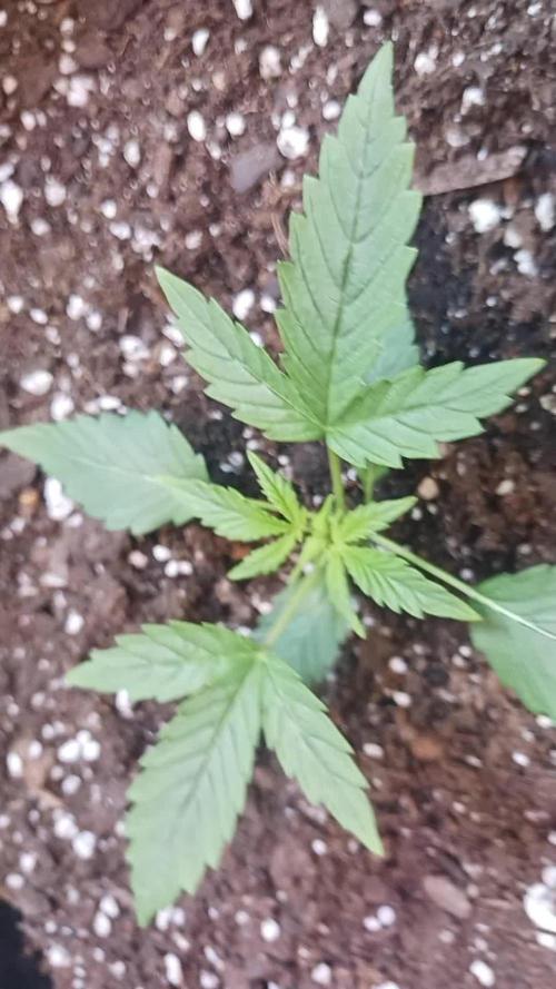 New Grow