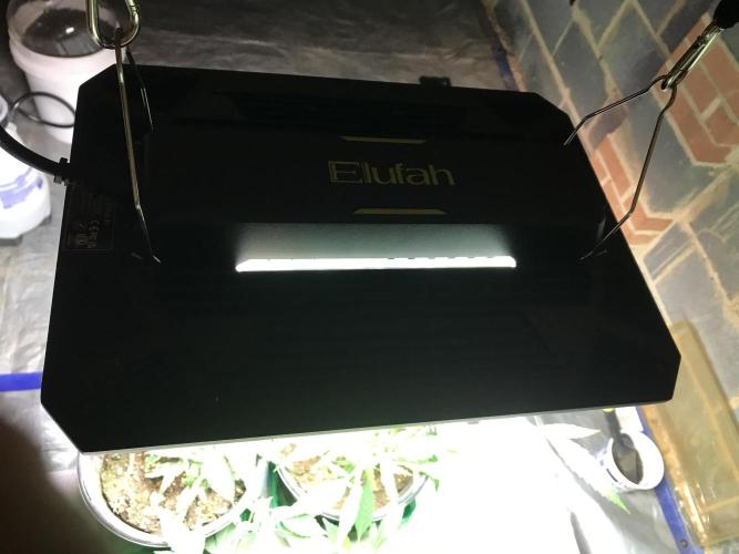 Elufah UAP photo 3rd place winner!. Week 1