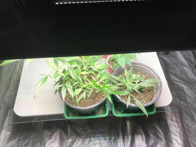 Elufah UAP photo 3rd place winner!. Week 1