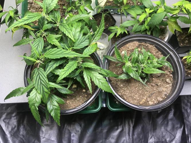 Elufah UAP photo 3rd place LED recipient. Week 2