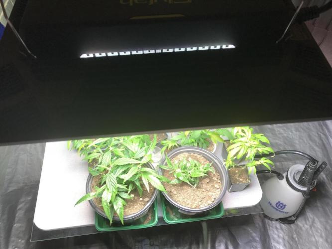 Elufah UAP photo 3rd place LED recipient. Week 2