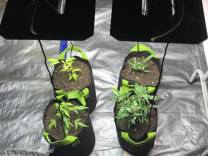 Elufah UAP photo 3rd place LED recipient. Week 3