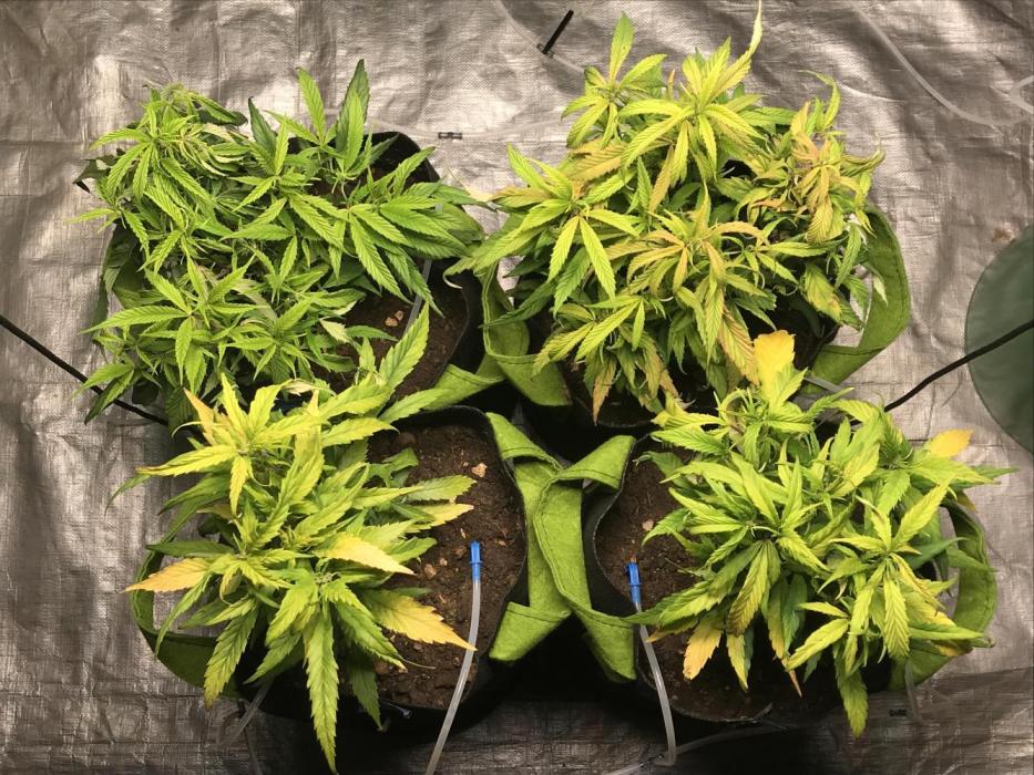 Elufah UAP photo 3rd place LED recipient. Week 10