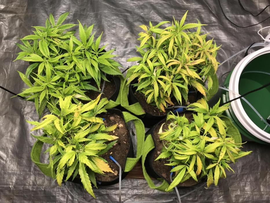 Elufah UAP photo 3rd place LED recipient. Week 11