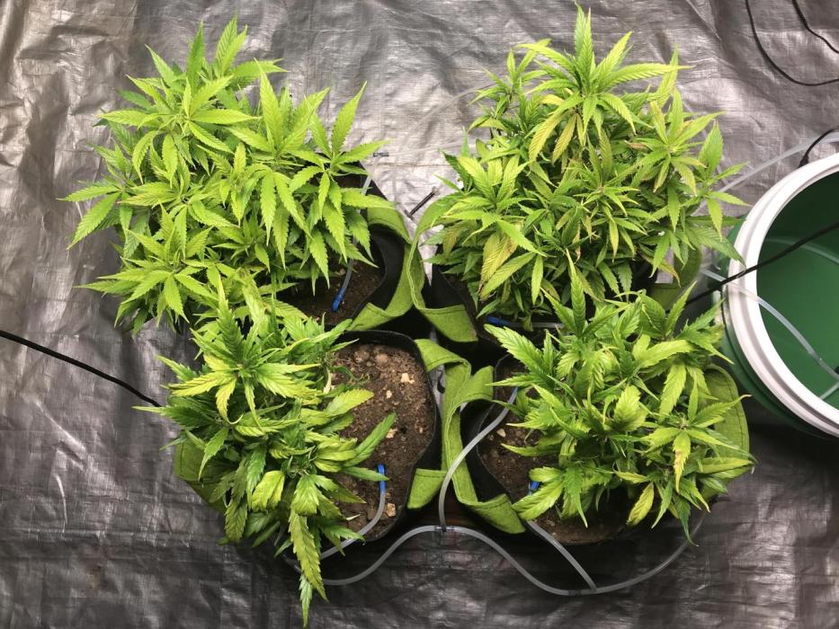 Elufah UAP photo 3rd place LED recipient. Week 12