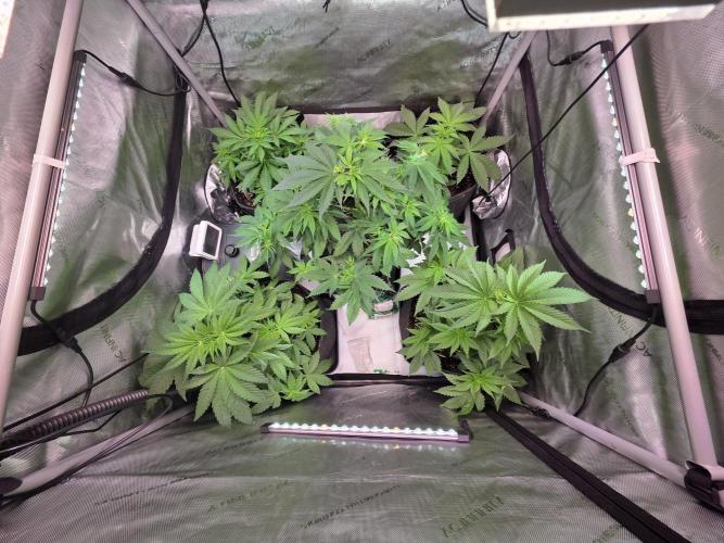 Chaos Grow die zweite. Week 5