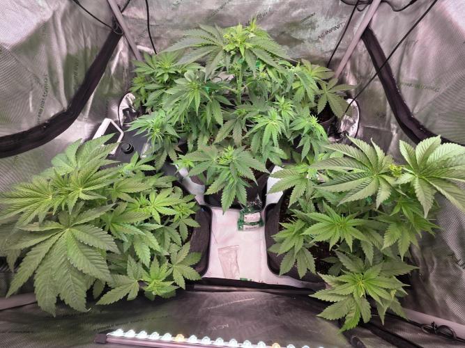 Chaos Grow die zweite. Week 5