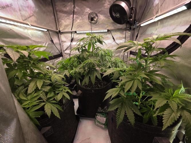 Chaos Grow die zweite. Week 5