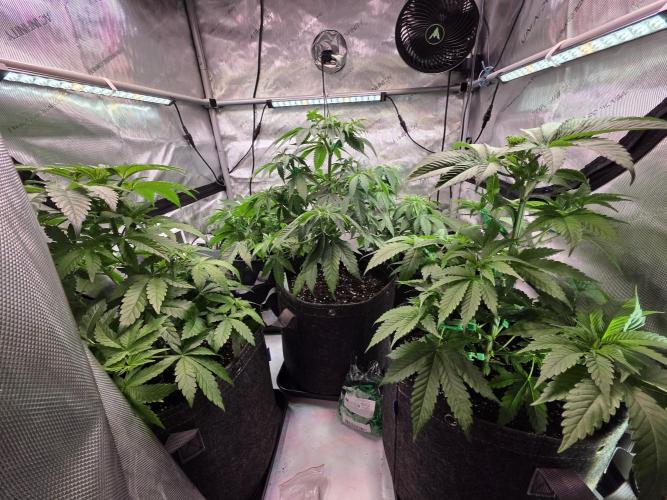 Chaos Grow die zweite. Week 5