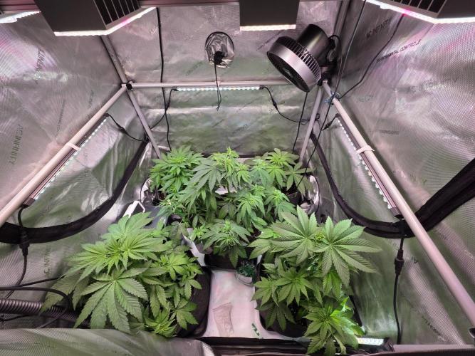 Chaos Grow die zweite. Week 5