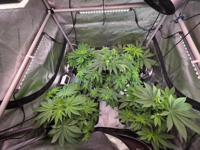 Chaos Grow die zweite. Week 6