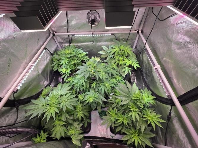 Chaos Grow die zweite. Week 6