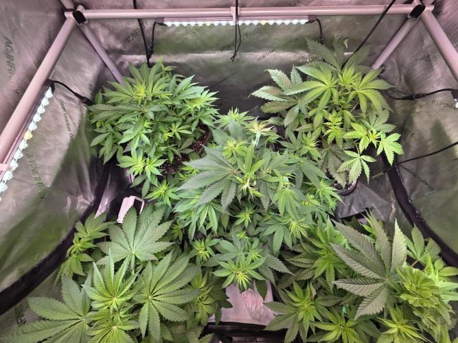 Chaos Grow die zweite. Week 6