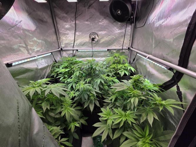 Chaos Grow die zweite. Week 6