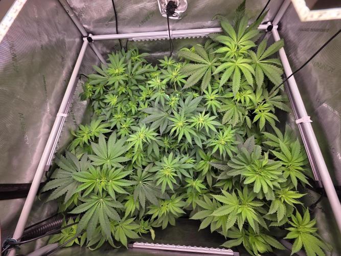 Chaos Grow die zweite. Week 7