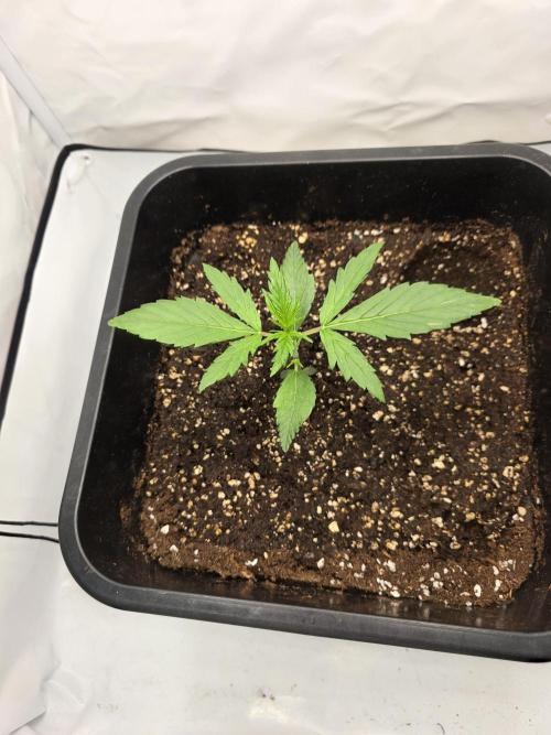 First Auto. Week 3