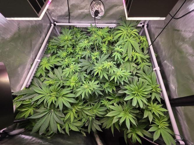 Chaos Grow die zweite. Week 7