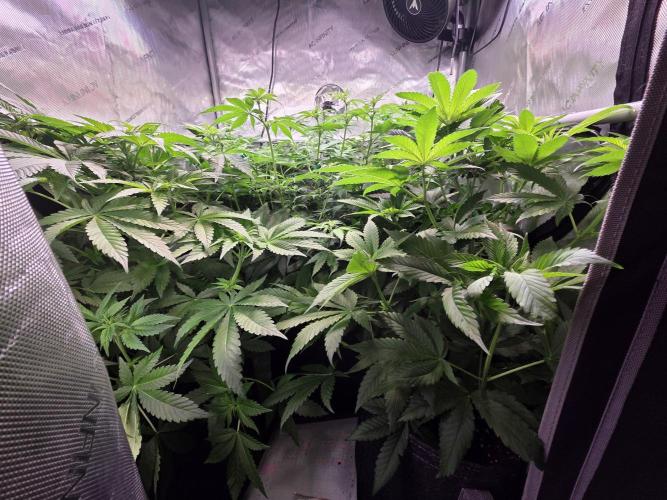 Chaos Grow die zweite. Week 7