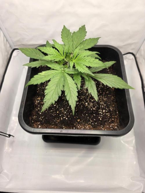 First Auto. Week 3