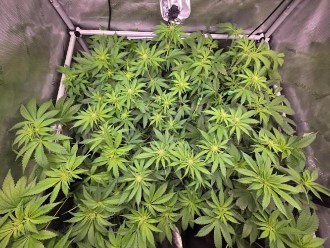 Chaos Grow die zweite. Week 7