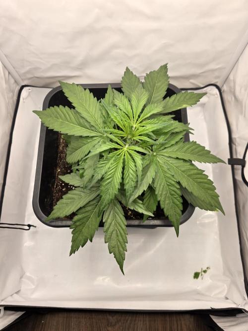 First Auto. Week 4