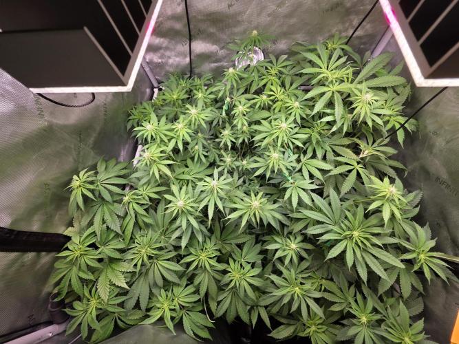 Chaos Grow die zweite. Week 8