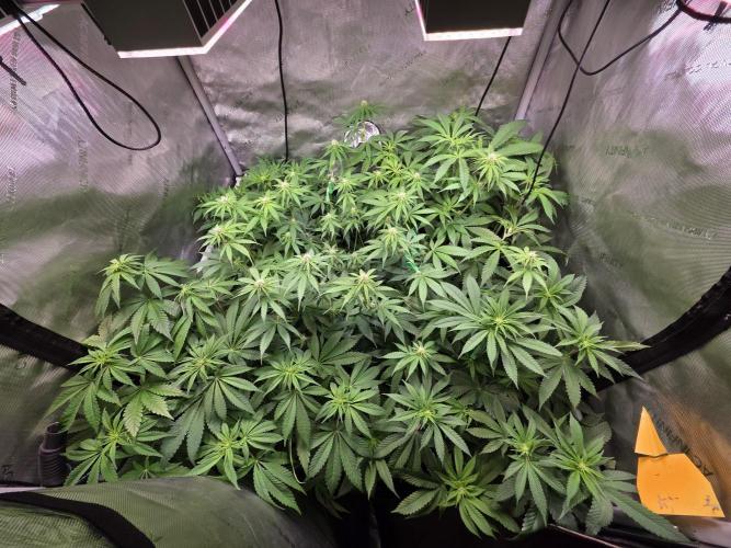 Chaos Grow die zweite. Week 8