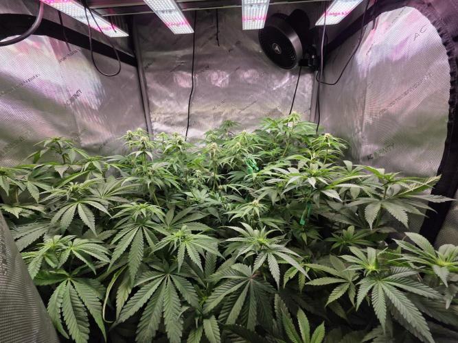 Chaos Grow die zweite. Week 8