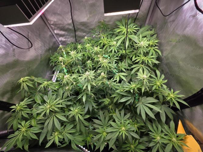 Chaos Grow die zweite. Week 8