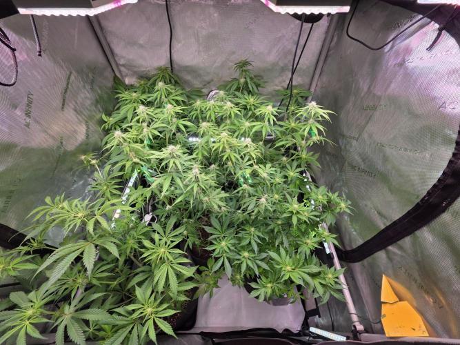 Chaos Grow die zweite. Week 9