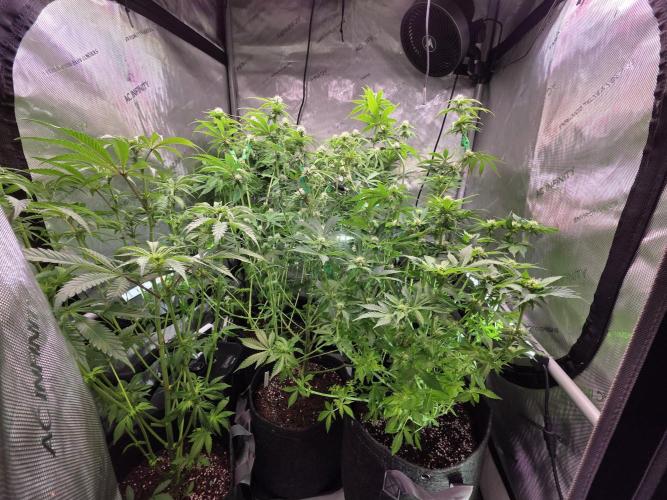 Chaos Grow die zweite. Week 9