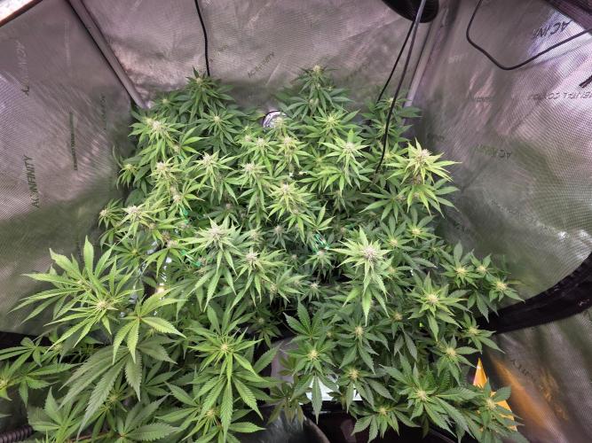 Chaos Grow die zweite. Week 9