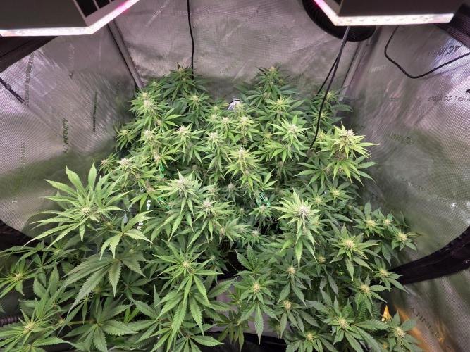 Chaos Grow die zweite. Week 9