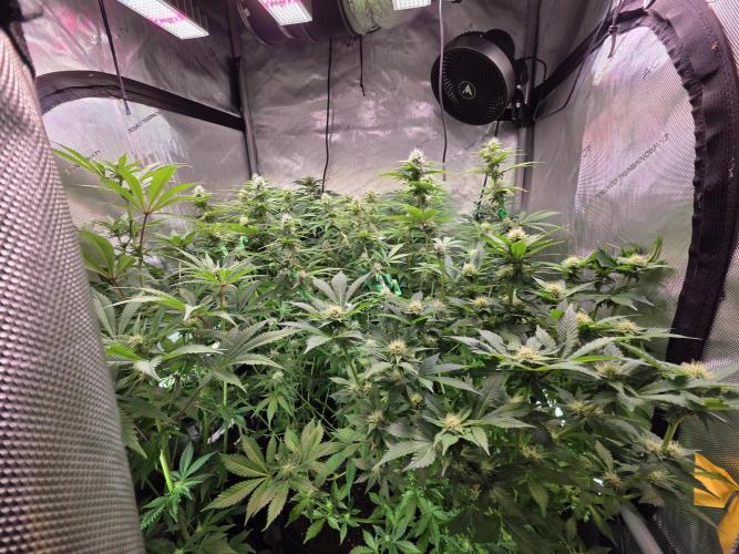 Chaos Grow die zweite. Week 9