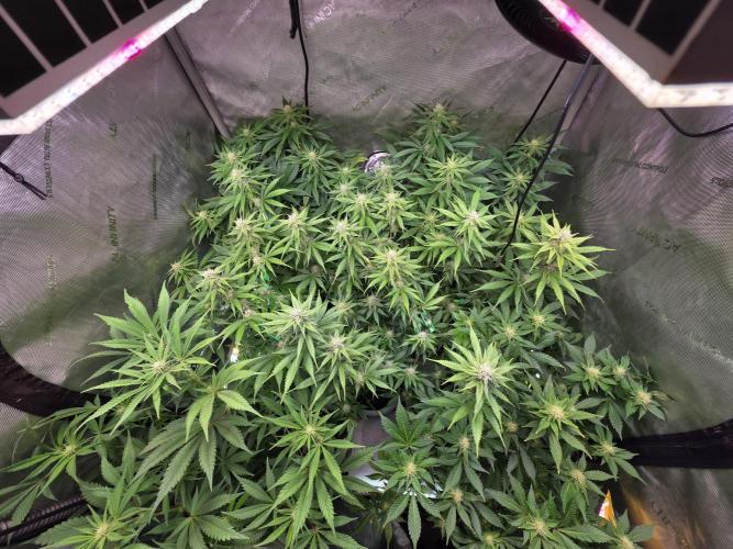 Chaos Grow die zweite. Week 9