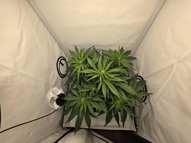 First Auto. Week 5