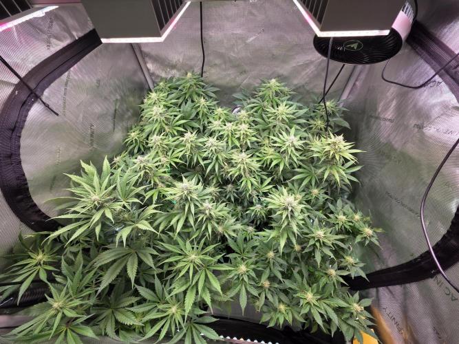 Chaos Grow die zweite. Week 10