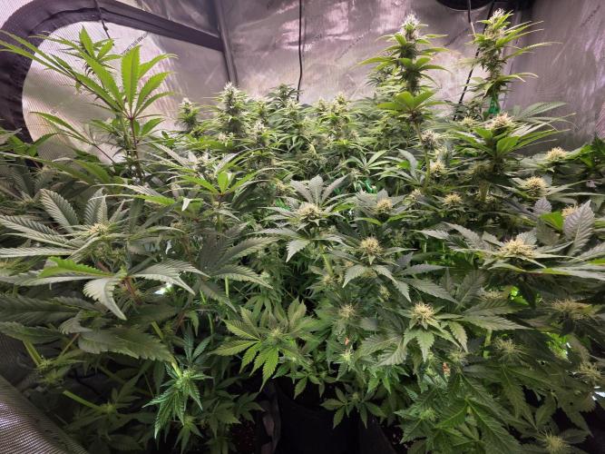 Chaos Grow die zweite. Week 10