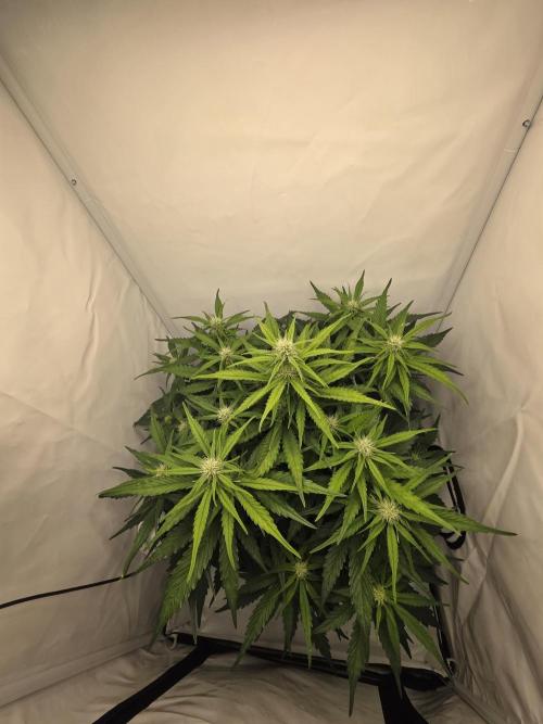 First Auto. Week 7