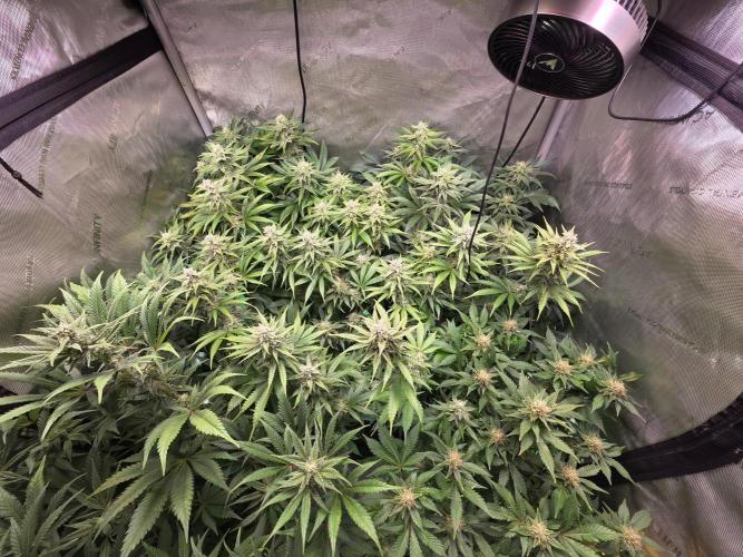 Chaos Grow die zweite. Week 11