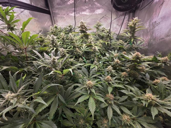 Chaos Grow die zweite. Week 11