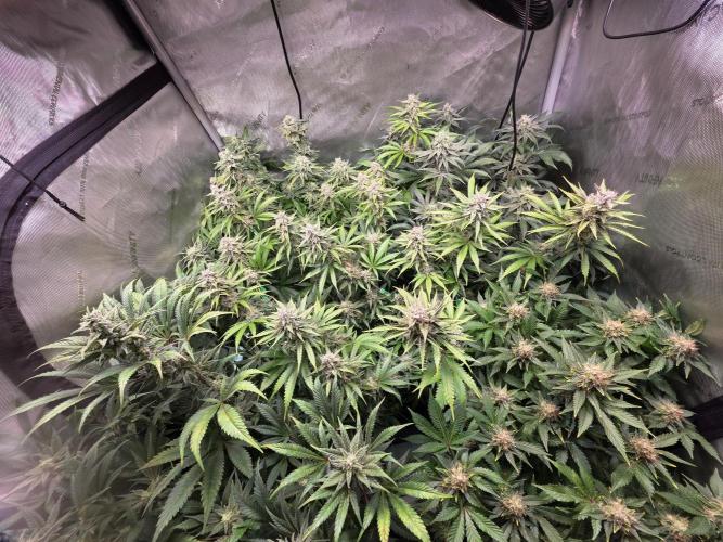 Chaos Grow die zweite. Week 12