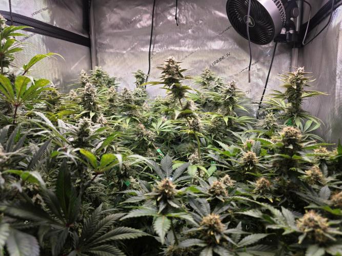 Chaos Grow die zweite. Week 12