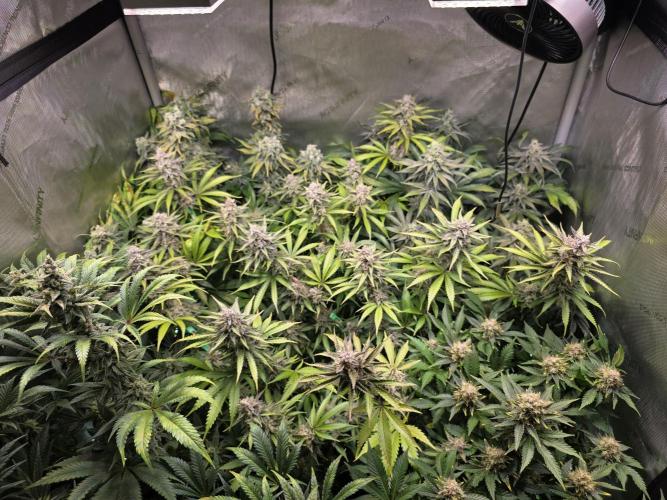 Chaos Grow die zweite. Week 13