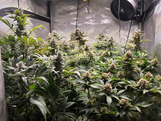 Chaos Grow die zweite. Week 13