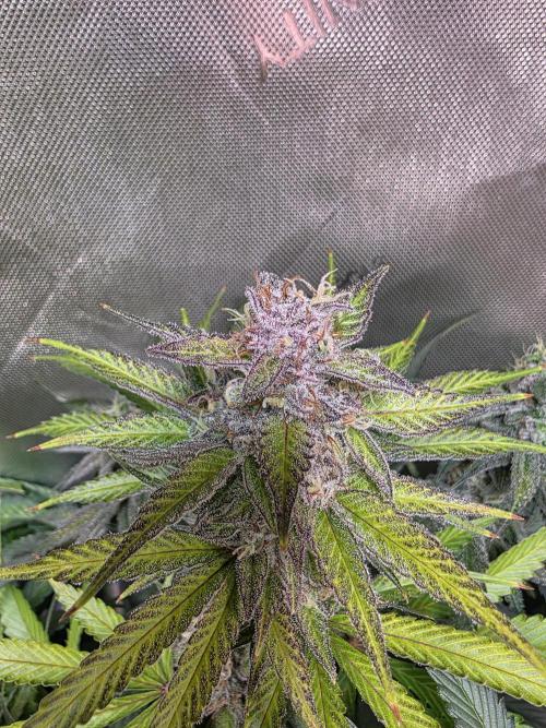 Chaos Grow die zweite. Week 13