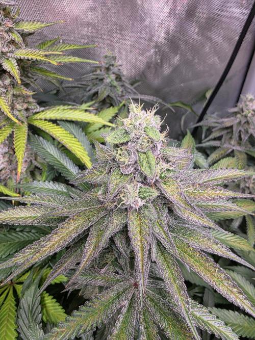 Chaos Grow die zweite. Week 13