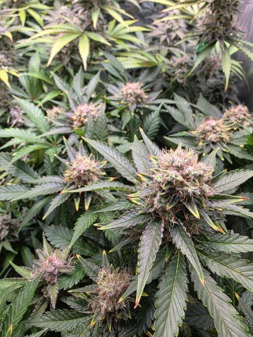 Chaos Grow die zweite. Week 13