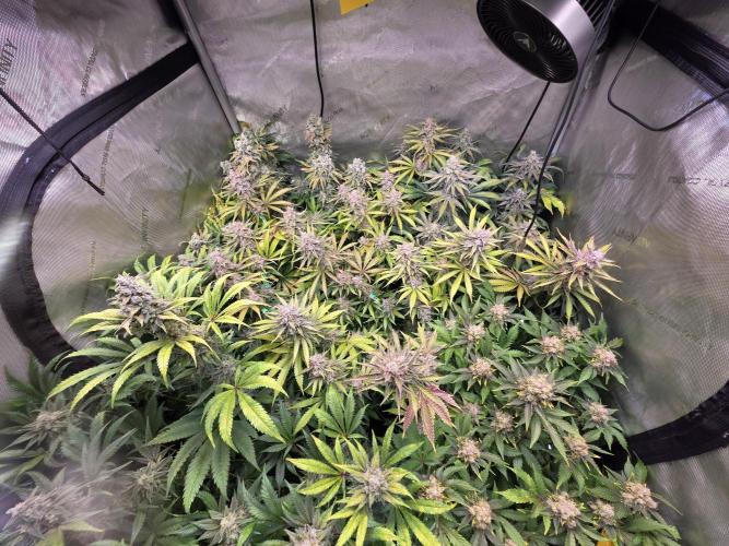 Chaos Grow die zweite. Week 14