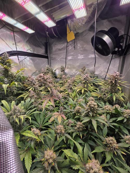 Chaos Grow die zweite. Week 14